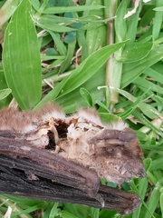 Chiroptera