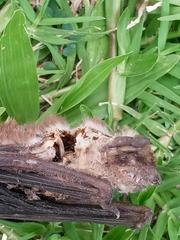 Chiroptera