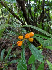 Pittosporum rubiginosum