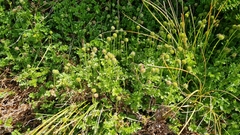 Acaena anserinifolia