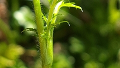 Acaena anserinifolia