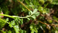 Acaena anserinifolia