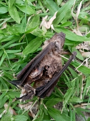 Chiroptera