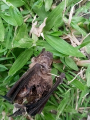 Chiroptera
