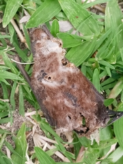 Chiroptera