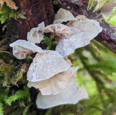 Marasmiellus candidus