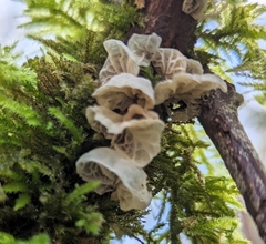 Marasmiellus candidus