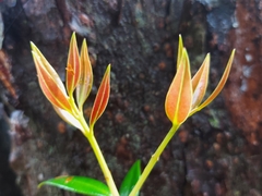 Metrosideros umbellata