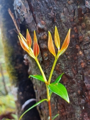 Metrosideros umbellata