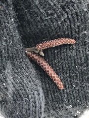 Betulaceae