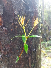 Metrosideros umbellata