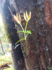 Metrosideros umbellata
