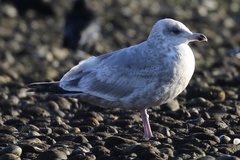 Larus glaucoides thayeri