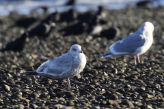 Larus glaucoides thayeri