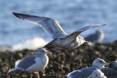 Larus glaucoides thayeri