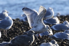 Larus glaucoides thayeri