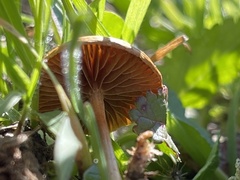 Agrocybe pediades