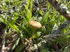 Agrocybe pediades