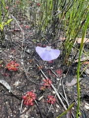 Utricularia uniflora
