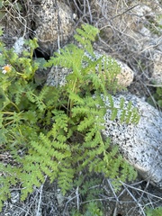 Eucrypta chrysanthemifolia