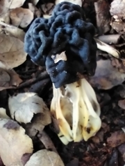 Helvella