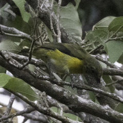 Euphonia hirundinacea