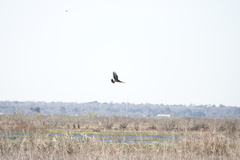 Rostrhamus sociabilis plumbeus