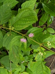 Callicarpa