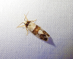 Philenora aspectalella