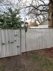 Poecile atricapillus