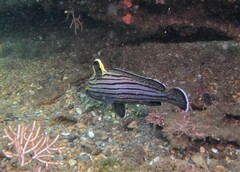 Pareques fuscovittatus