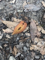 Pseudanapaea denotata