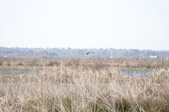 Rostrhamus sociabilis plumbeus