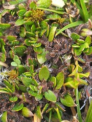 Coprosma atropurpurea