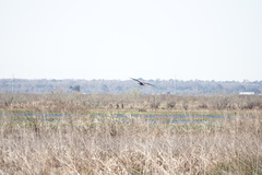 Rostrhamus sociabilis plumbeus