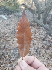 Quercus muehlenbergii