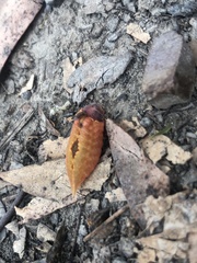 Pseudanapaea denotata