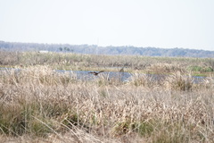 Rostrhamus sociabilis plumbeus