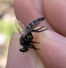Cyrtopogon beameri