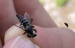 Cyrtopogon beameri