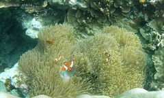Amphiprion ocellaris