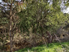 Exocarpos cupressiformis