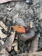 Pseudanapaea denotata