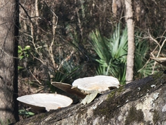 Trametes lactinea