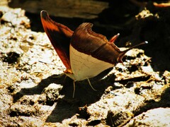 Marpesia zerynthia