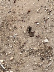 Pogonomyrmex barbatus