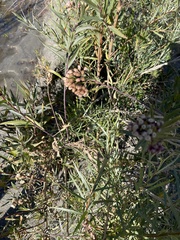 Baccharis salicifolia