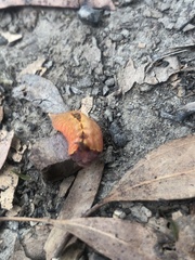 Pseudanapaea denotata