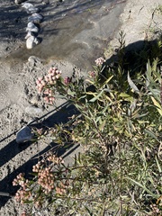 Baccharis salicifolia