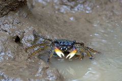 Goniopsis pulchra
